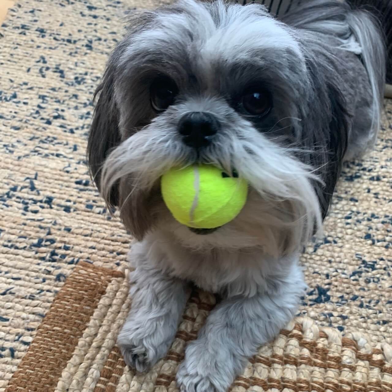 Image of Puja's dog Lily.